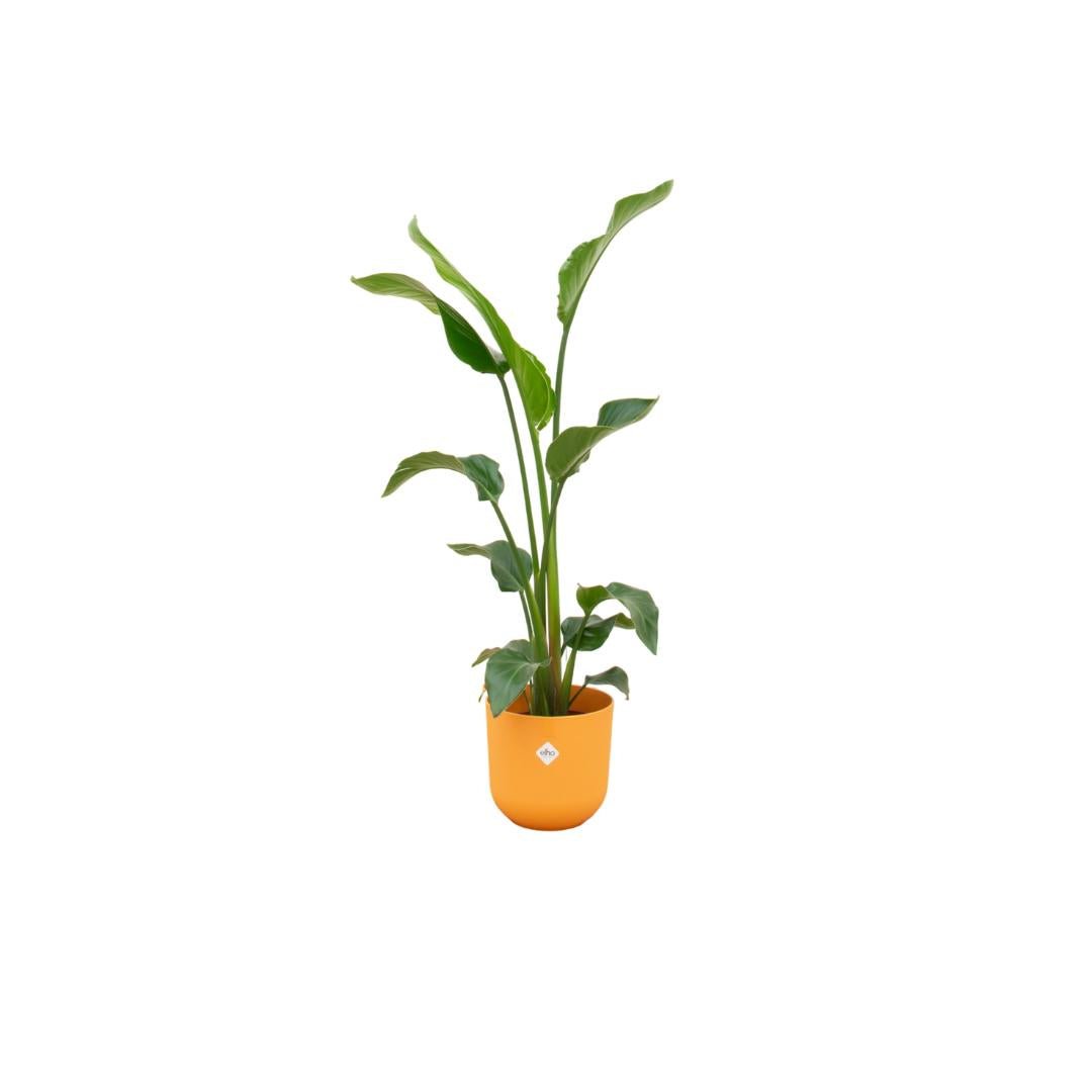 Livraison plante Strelitzia Nicolai 100cm et son pot