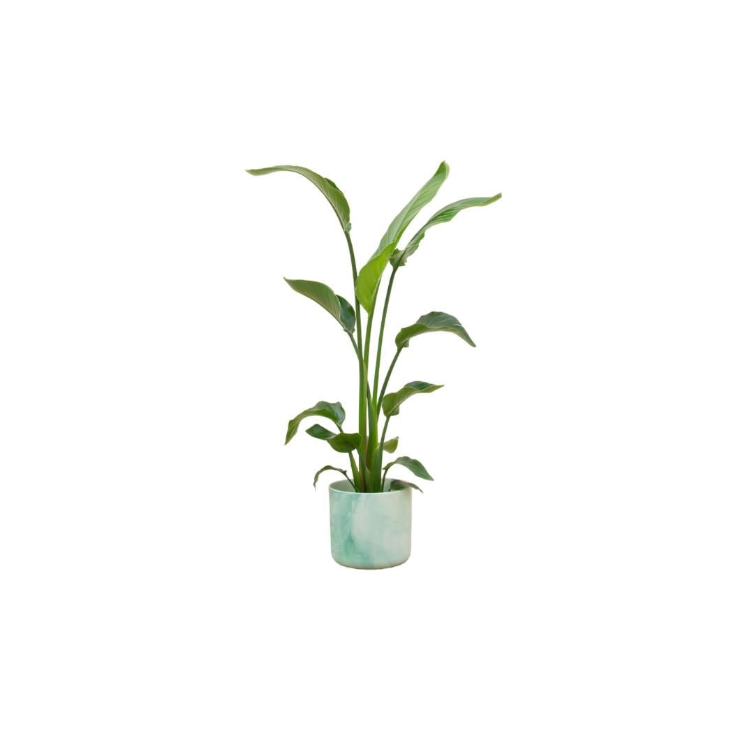 Livraison plante Strelitzia Nicolai 120 cm et son pot