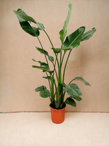 Livraison plante Strelitzia nicolai