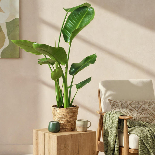 Livraison plante Strelitzia Nicolai et panier H80cm