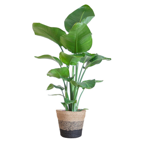 Livraison plante Strelitzia Nicolai et son pot