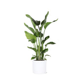 Livraison plante Strelitzia Nicolai et son pot