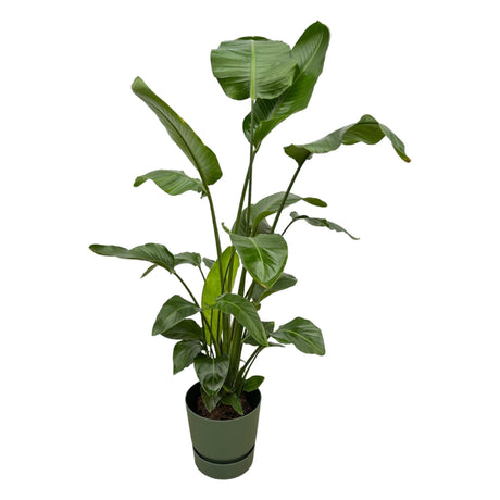 Livraison plante Strelitzia Nicolai inclusief elho Greenville Round groen - 160cm - Ø30