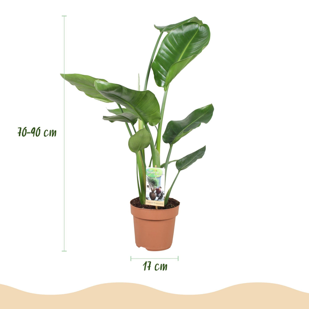 Livraison plante Strelitzia Nicolai – Lot de 1
