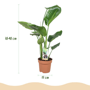 Livraison plante Strelitzia Nicolai – Lot de 1