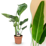 Livraison plante Strelitzia Nicolai – Lot de 1