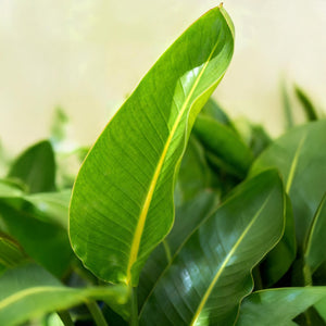 Livraison plante Strelitzia Nicolai – Lot de 1