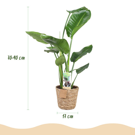 Livraison plante Strelitzia nicolai – Lot de 2 – Pot 17 cm – Hauteur 70 - 90cm