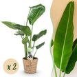 Livraison plante Strelitzia nicolai – Lot de 2 – Pot 17 cm – Hauteur 70 - 90cm