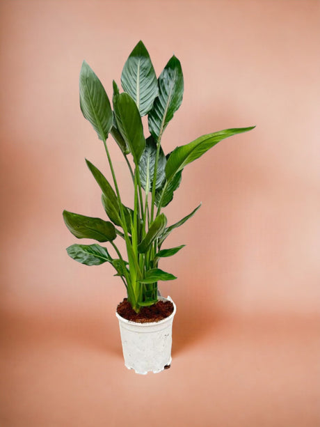 Livraison plante Strelitzia Reginae