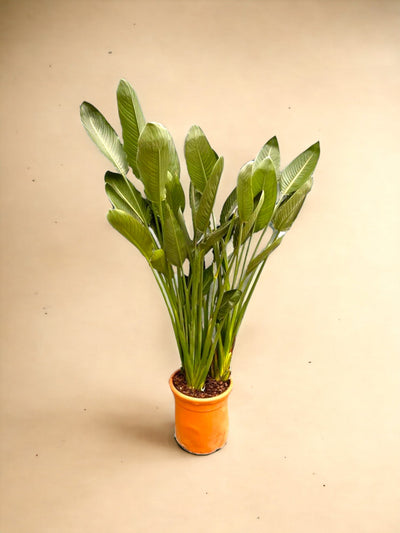 Strelitzia reginae