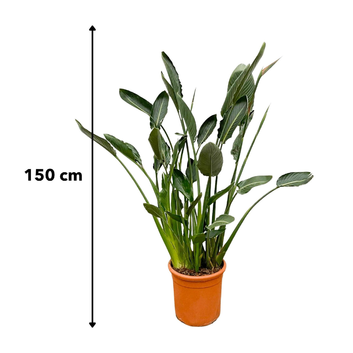 Livraison plante Strelitzia Reginae XL