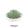 Livraison plante Succulente Echeveria Pulidonis sans Racines