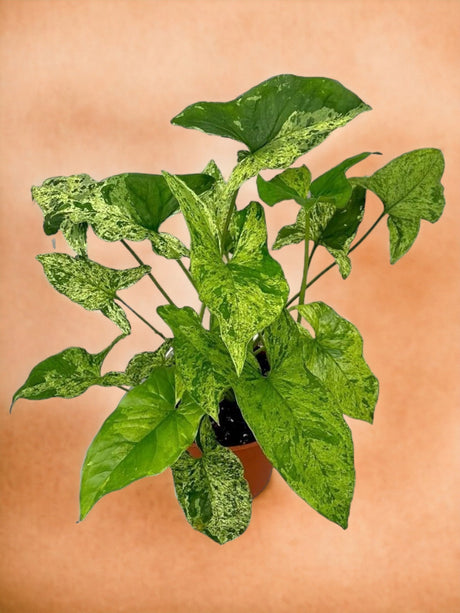 Livraison plante Syngonium Mottled