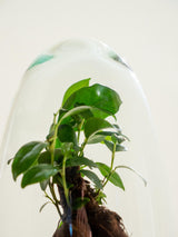 Livraison plante Terrarium - Acapulco Gins