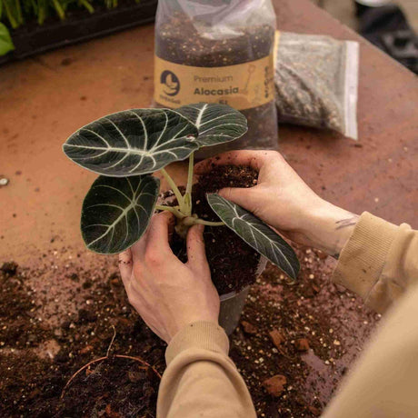 Livraison plante Terreau Alocasia - 5L