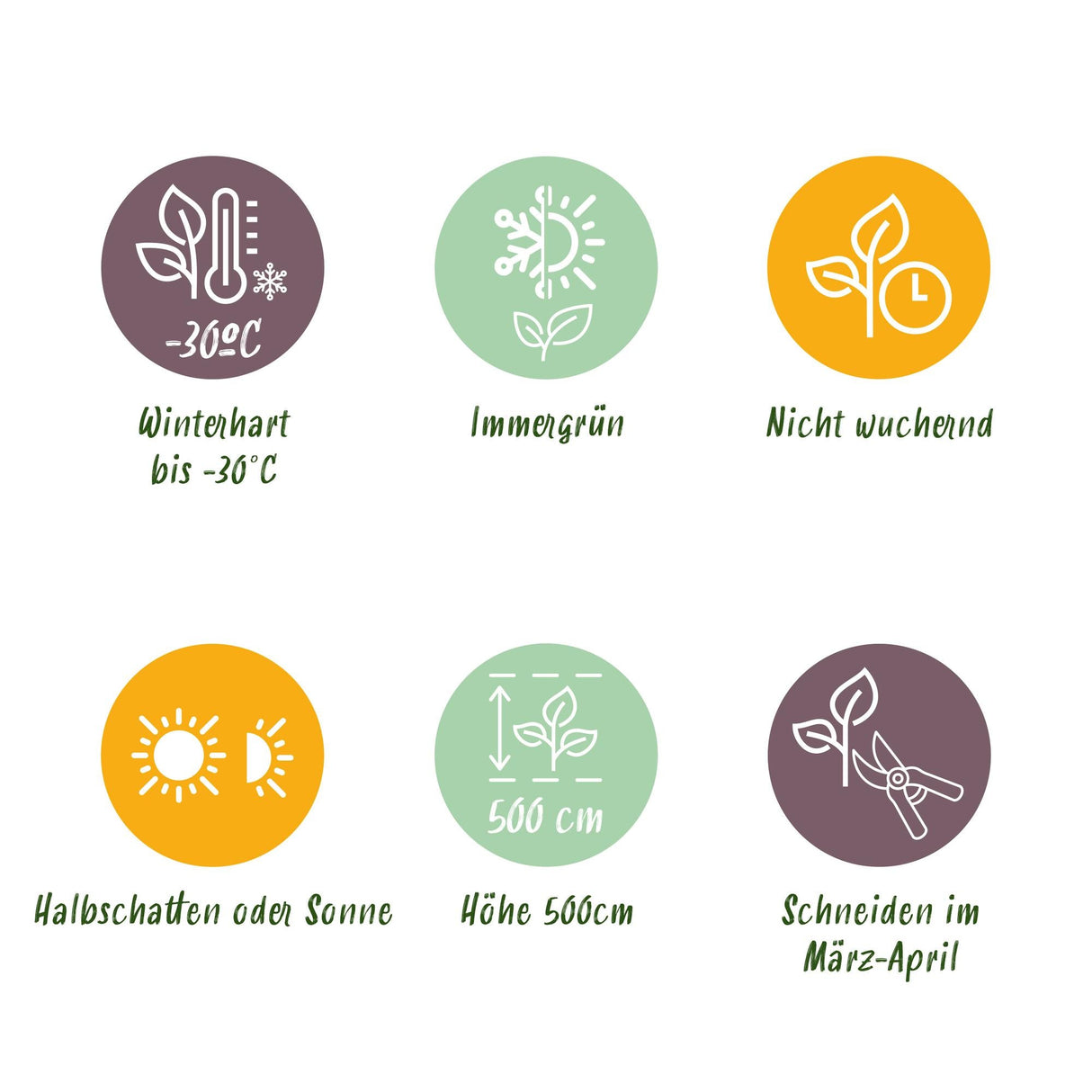 Livraison plante Thuja occidentalis Smaragd - Lot de 8 - Hauteur 30 - 35 cm