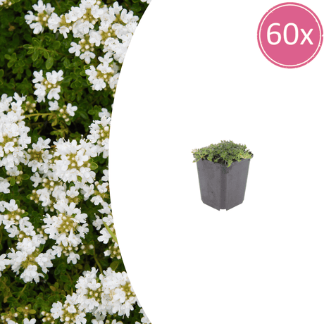 Livraison plante Thym blanc