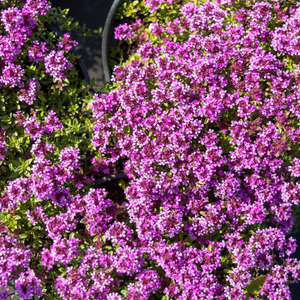 Livraison plante Thym coccineus