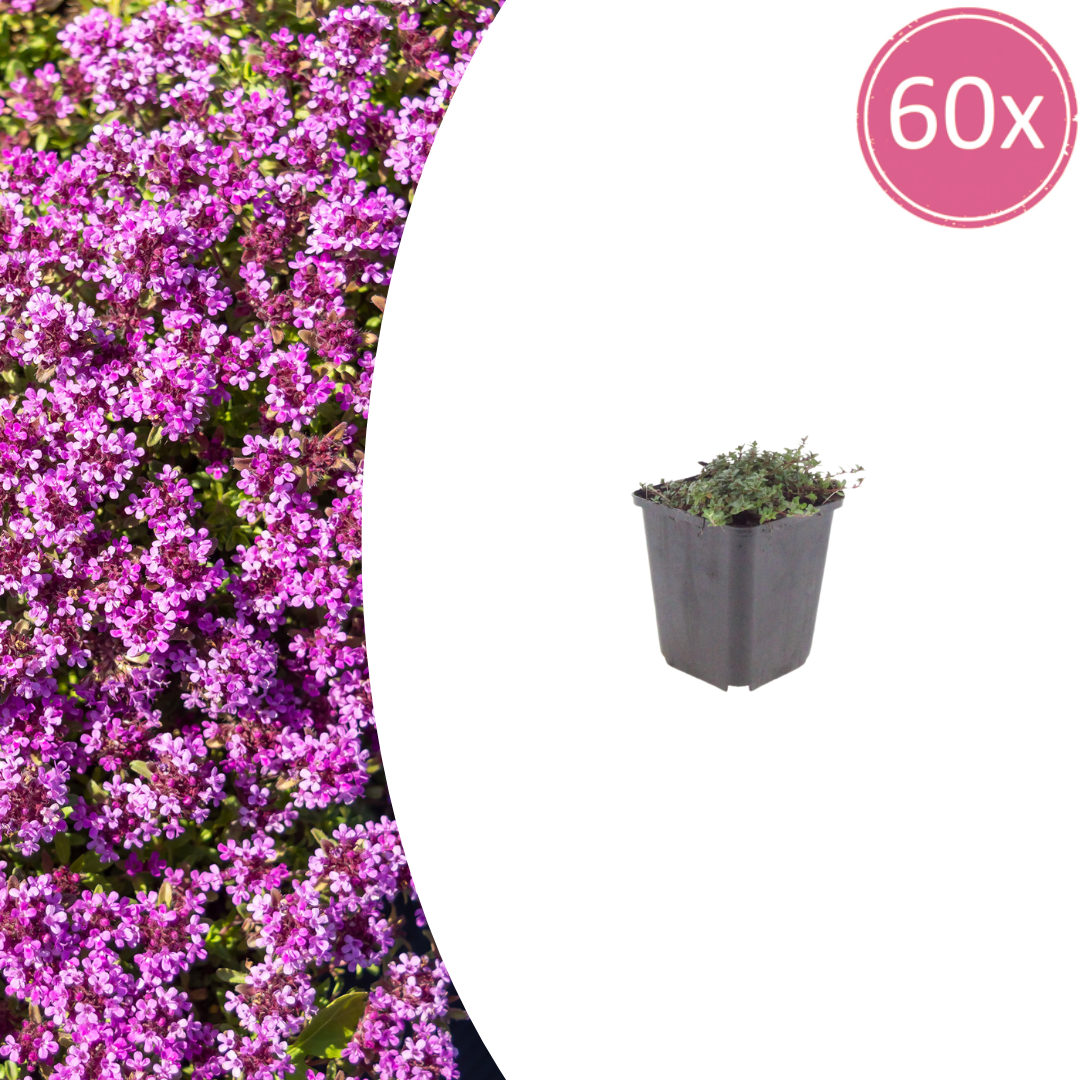 Livraison plante Thym coccineus