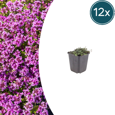 Livraison plante Thym coccineus