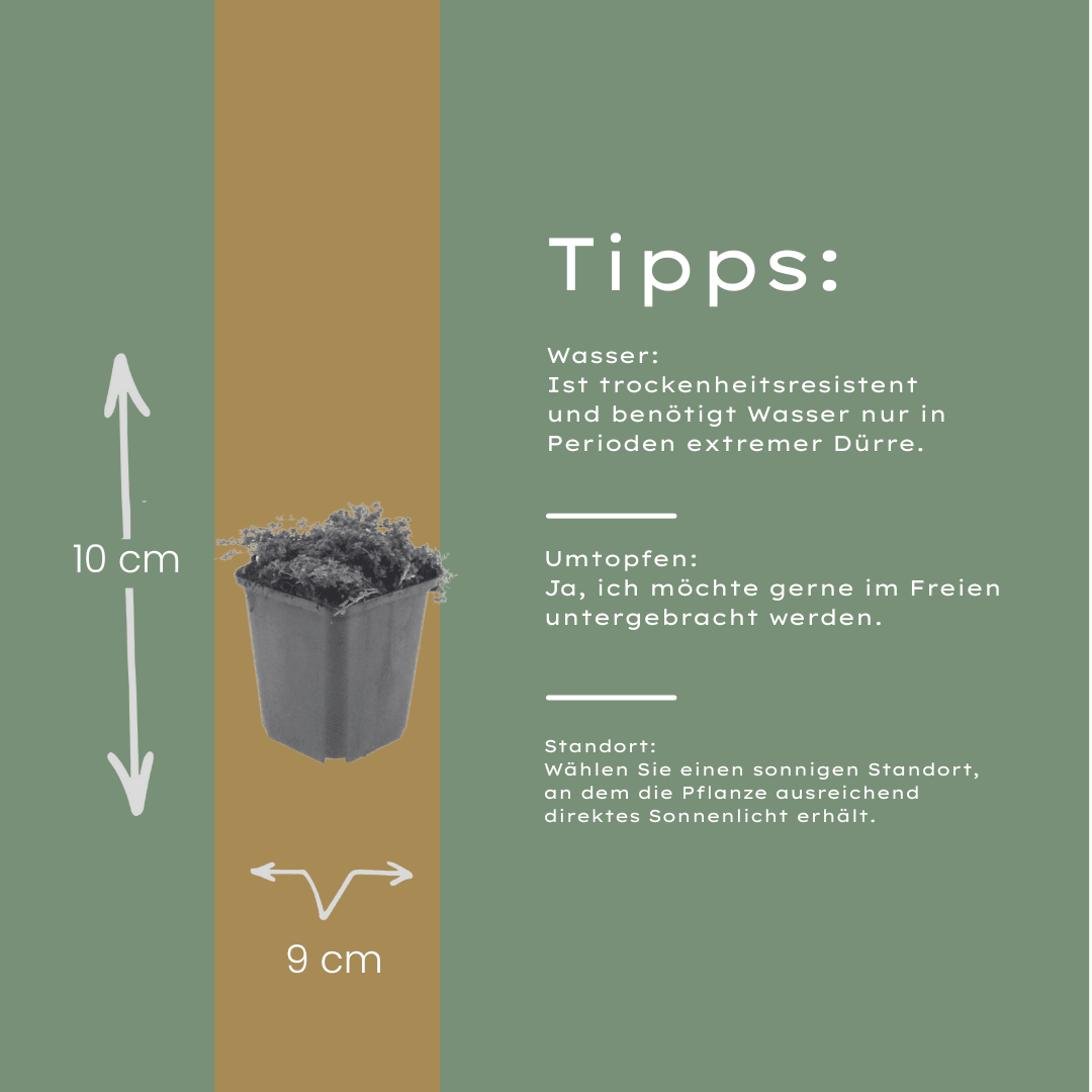 Livraison plante Thym Purple beauty