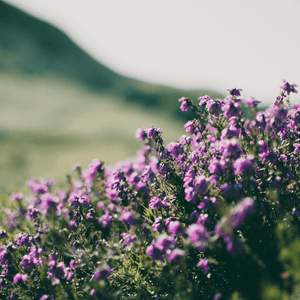 Livraison plante Thym Purple beauty