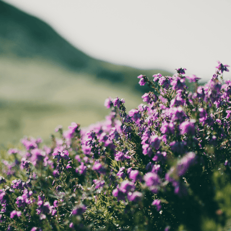 Livraison plante Thym Purple beauty