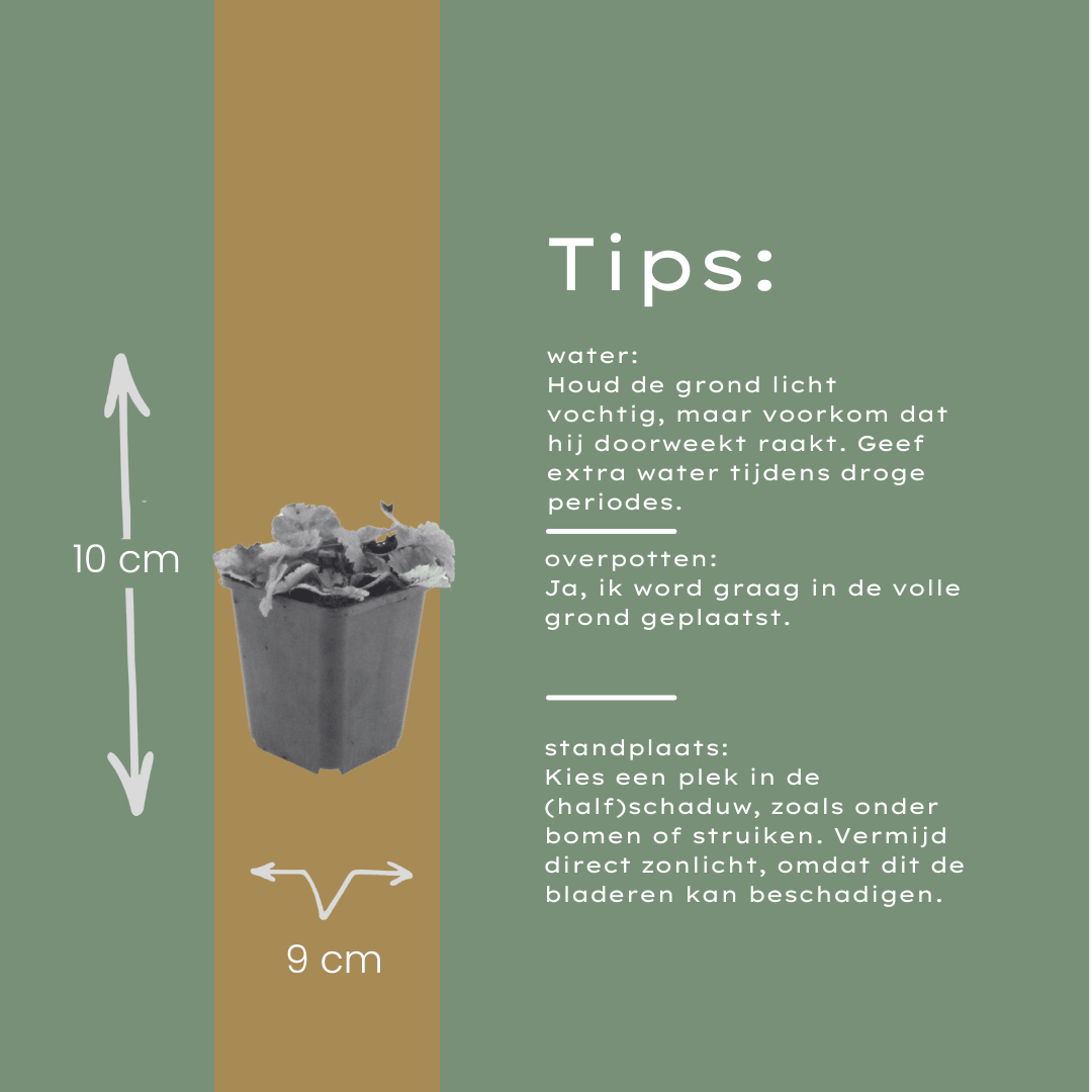 Livraison plante Tiarelle cordifolia