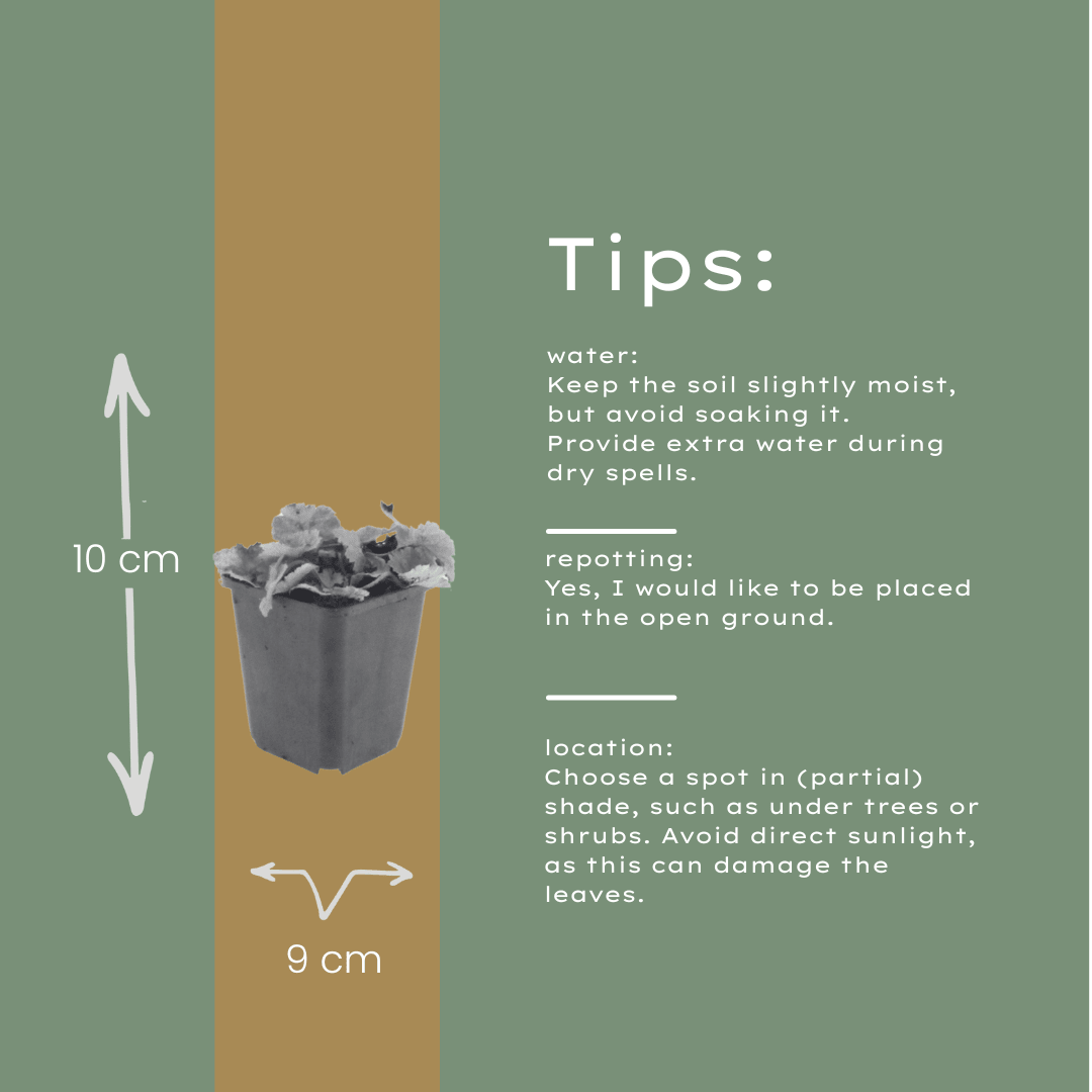 Livraison plante Tiarelle cordifolia