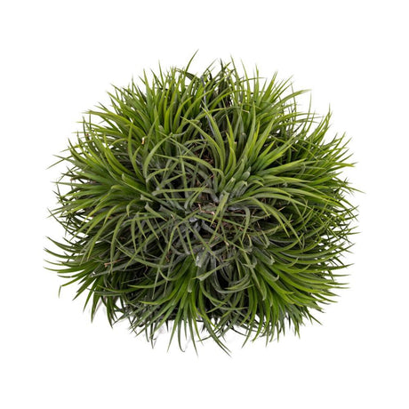 Livraison plante Tillandsia Magic Ball