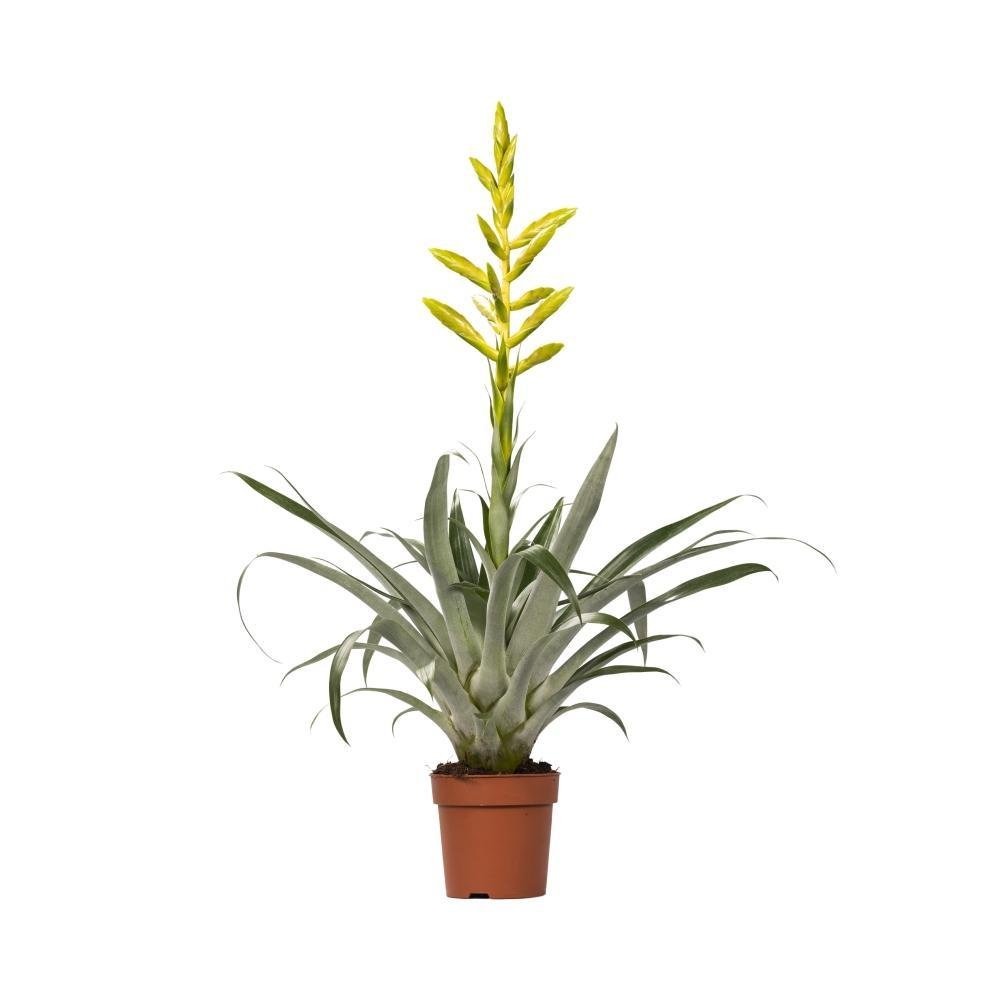 Livraison plante Tillandsia Oerstediana