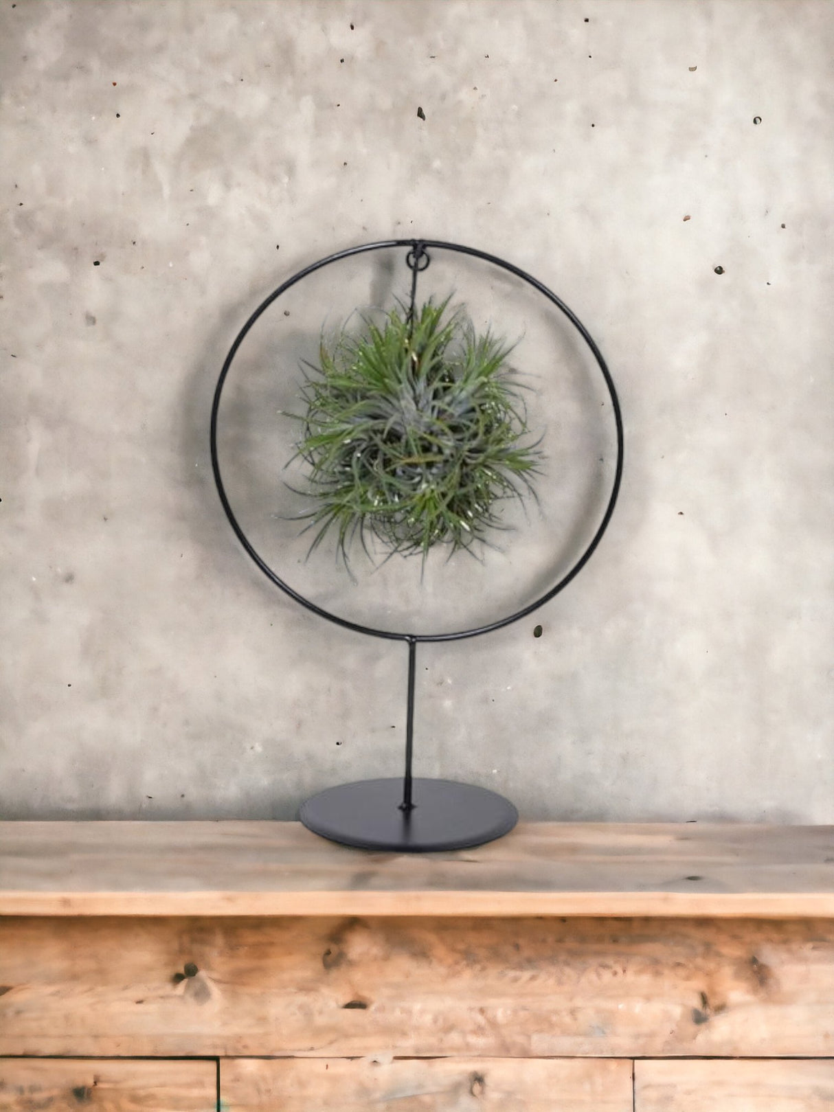 Livraison plante Tillandsia sur socle Ø17cm