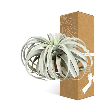 Livraison plante Tillandsia Xerographica