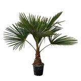 Livraison plante Trachycarpus palmier