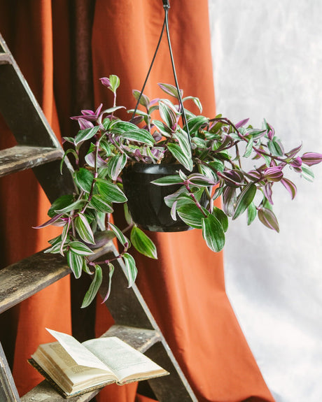 Livraison plante Tradescantia Zebrina Violette