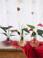 Livraison plante Trio d'Anthurium en hydroculture avec leur vase Nela