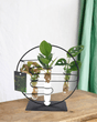 Livraison plante Trio de boutures en hydroculture sur socle design