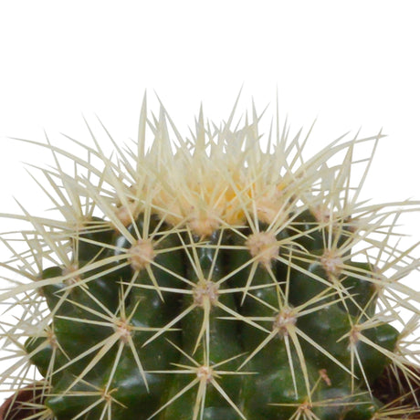 Livraison plante Trio de Cactus h18cm