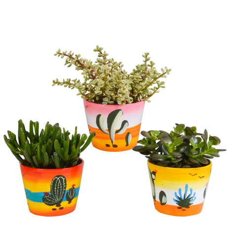 Livraison plante Trio de Crassula et leurs caches - pots h21cm