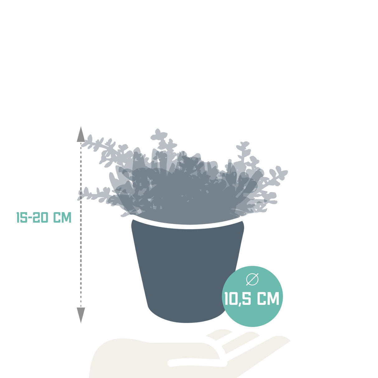 Livraison plante Trio de Crassula et leurs caches - pots h21cm