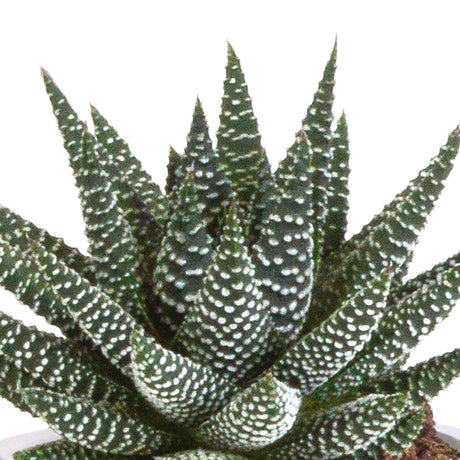 Livraison plante Trio de Gasteria/Haworthia h18cm