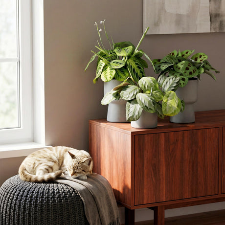 Livraison plante Trio de Maranta