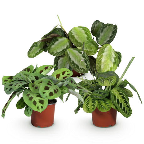 Livraison plante Trio de Maranta