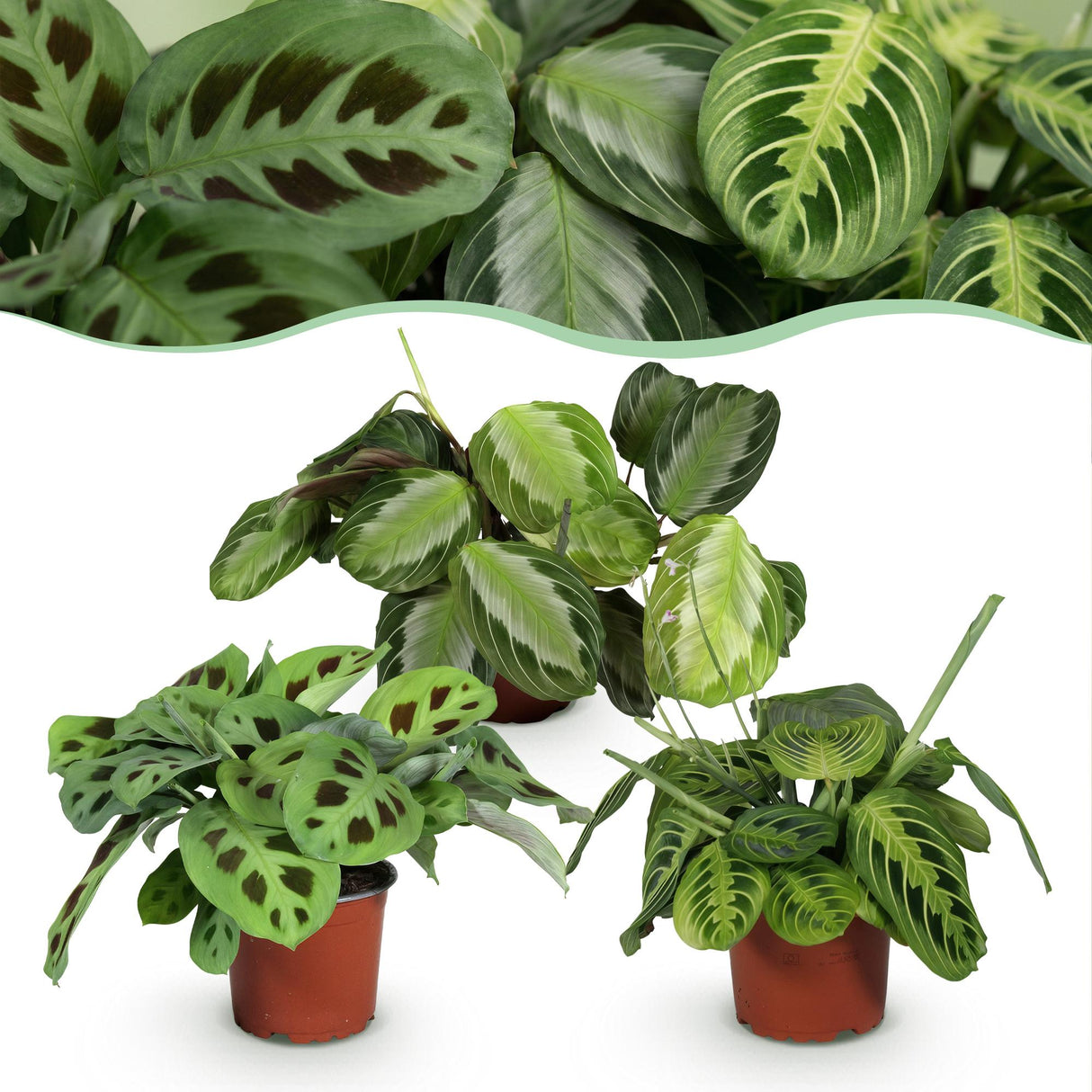 Livraison plante Trio de Maranta
