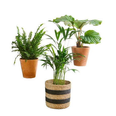 Livraison plante Trio de plantes - PURIFIANT & PETS FRIENDLY