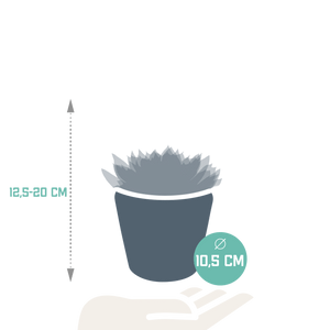 Livraison plante Trio d'Echeveria et leurs caches - pots h15cm