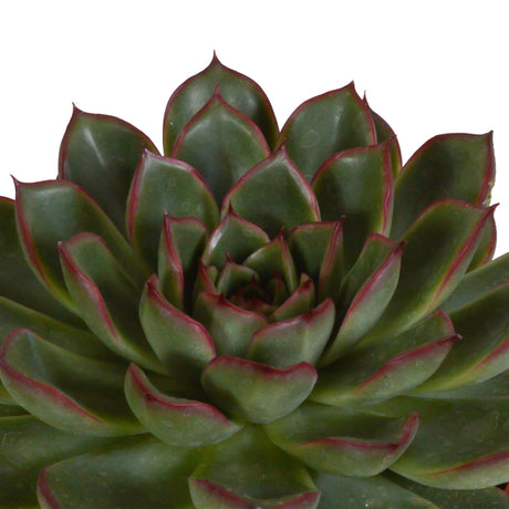 Livraison plante Trio d'Echeveria et leurs caches - pots h21cm