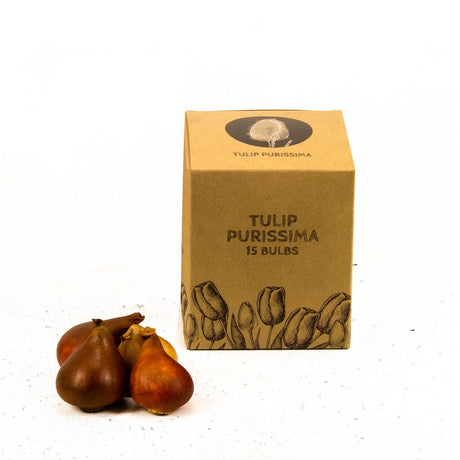 Livraison plante Tulipe Purissima - 15 bulbes