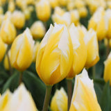 Livraison plante Tulipes Hollandaises - Mélange de Tulipes - 90 Bulbes